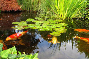 Koi Pond Construction in Belton