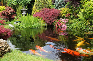 Koi Pond Construction in Fulwood