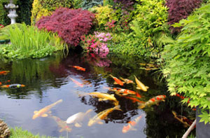 Koi Pond Construction in North Tawton