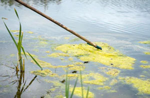 Pond Cleaning Bidford-on-Avon (01789)