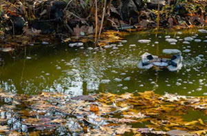 Pond Cleaning Kidsgrove (01782)