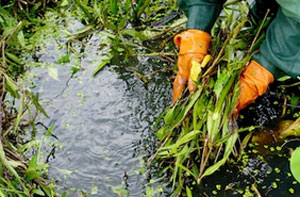 Pond Cleaning Kirriemuir (Dialling code	01575)
